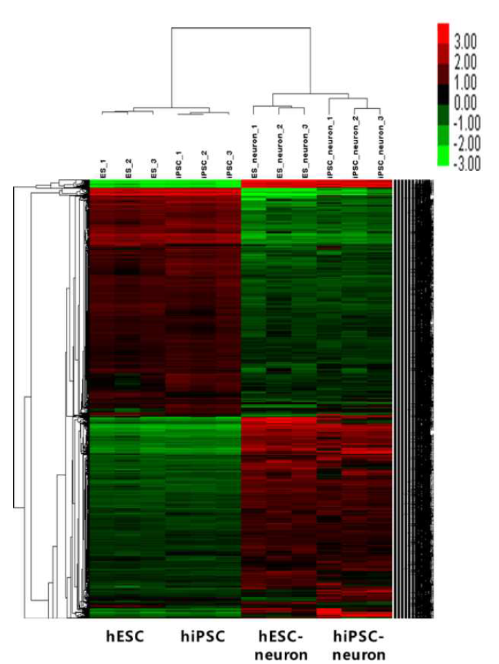 미분화 및 신경 분화된 줄기세포 microarray 데이터의 모든 군간 Heat-map