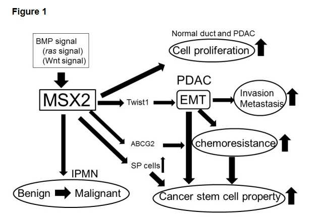 종양 형성과 관련된 MSX2 기능