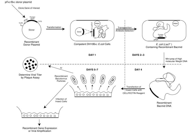 The Bac-to-Bac Baculovirus Expression System