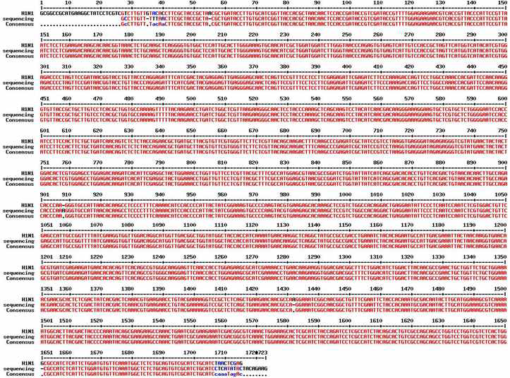 sequencing 분석-H1N1