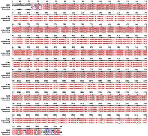 sequencing 분석-H7N9