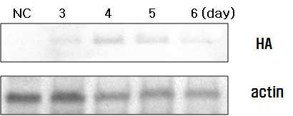 Baculovirus 감염 후 배양 시간 별 HA 단백질 발현 확인