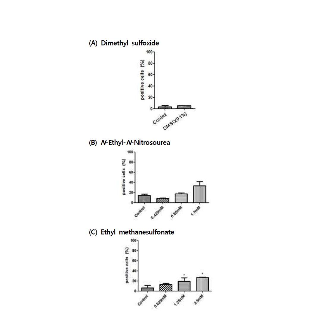 수컷 생식줄기세포에 Annexin-V를 이용한 수컷 생식줄기세포 독성
