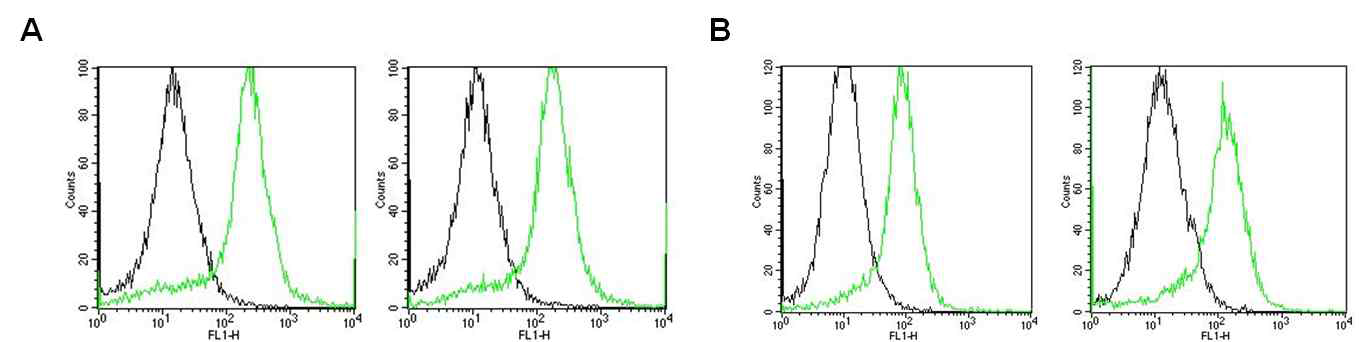 FACS analysis of the expression of GSC surface protein: Integrin β1(CD29)