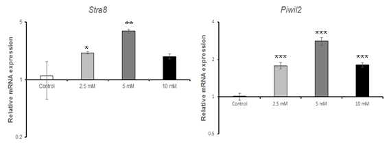 qRT-PCR을 이용한 D-mannitol(MA)에 대한 수컷 생식줄기세포 독성