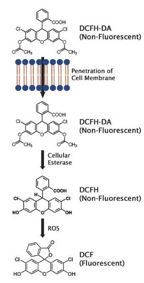 DCFH-DA assay의 원리