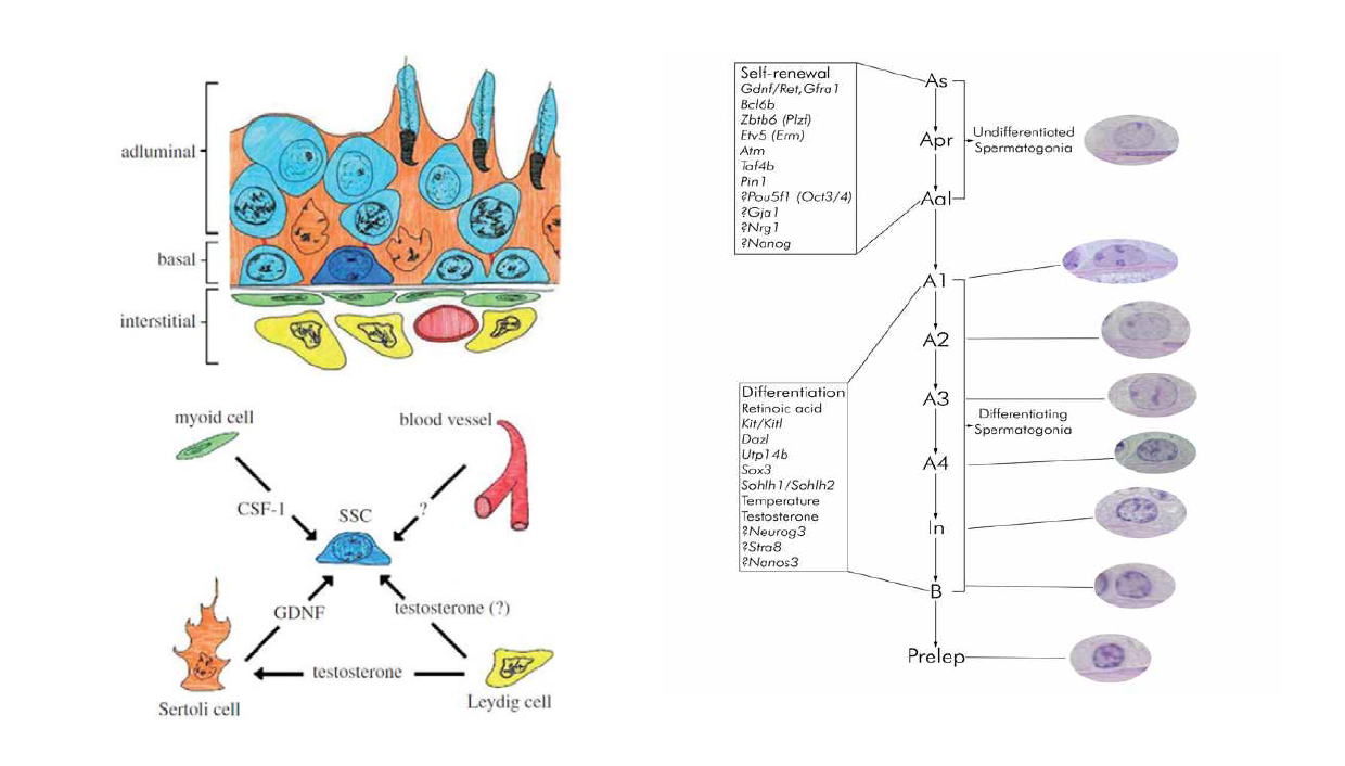 생식줄기세포의 세포학적 특징