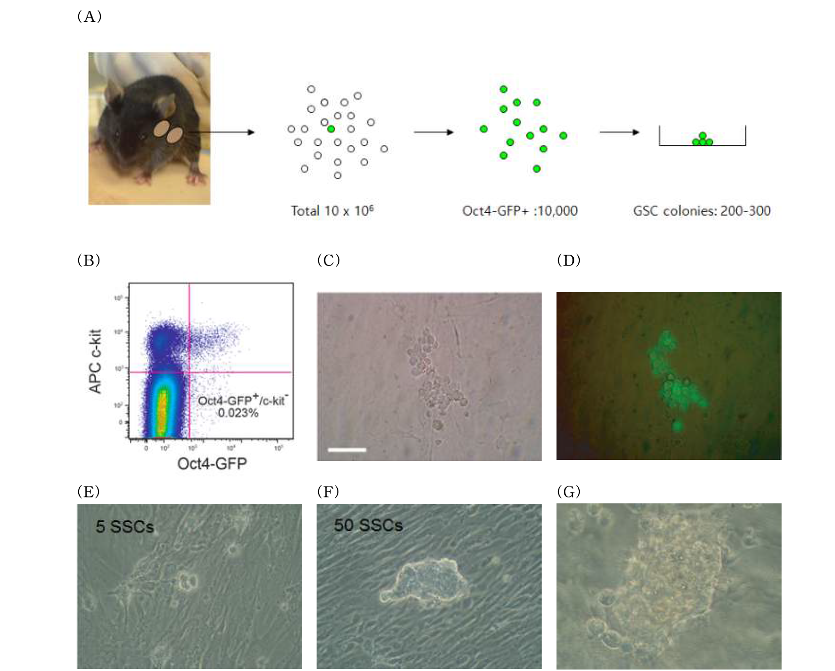 Oct4-GFP 발현 및 c-kit 염색의FACS(Fluotrscence-activated cell sorting) plot 및 생식줄기세포 형태