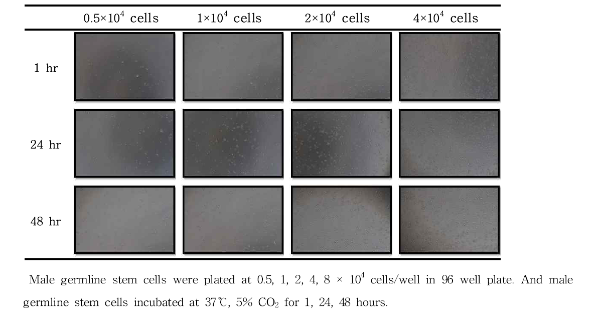 96 well plate에서의 수컷 생식줄기세포 수 선정