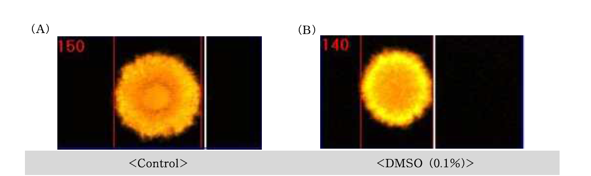 Dimethyl sulfoxide(DMSO)에 대한 수컷 생식줄기세포의 comet image