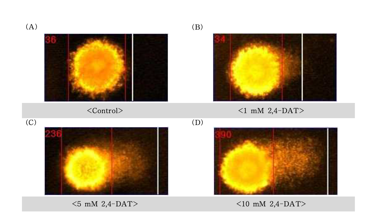2,4-diaminotoluene(2,4-DAT)에 대한 수컷 생식줄기세포의 comet image