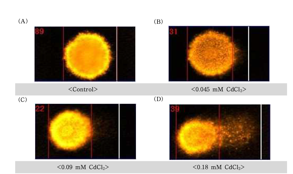 Cadmium chloride(CdCl2)에 대한 수컷 생식줄기세포의 comet image