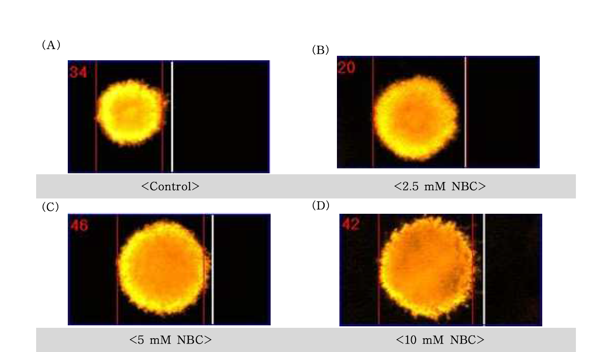 n-butyl chloride(NBC)에 대한 수컷 생식줄기세포의 comet image