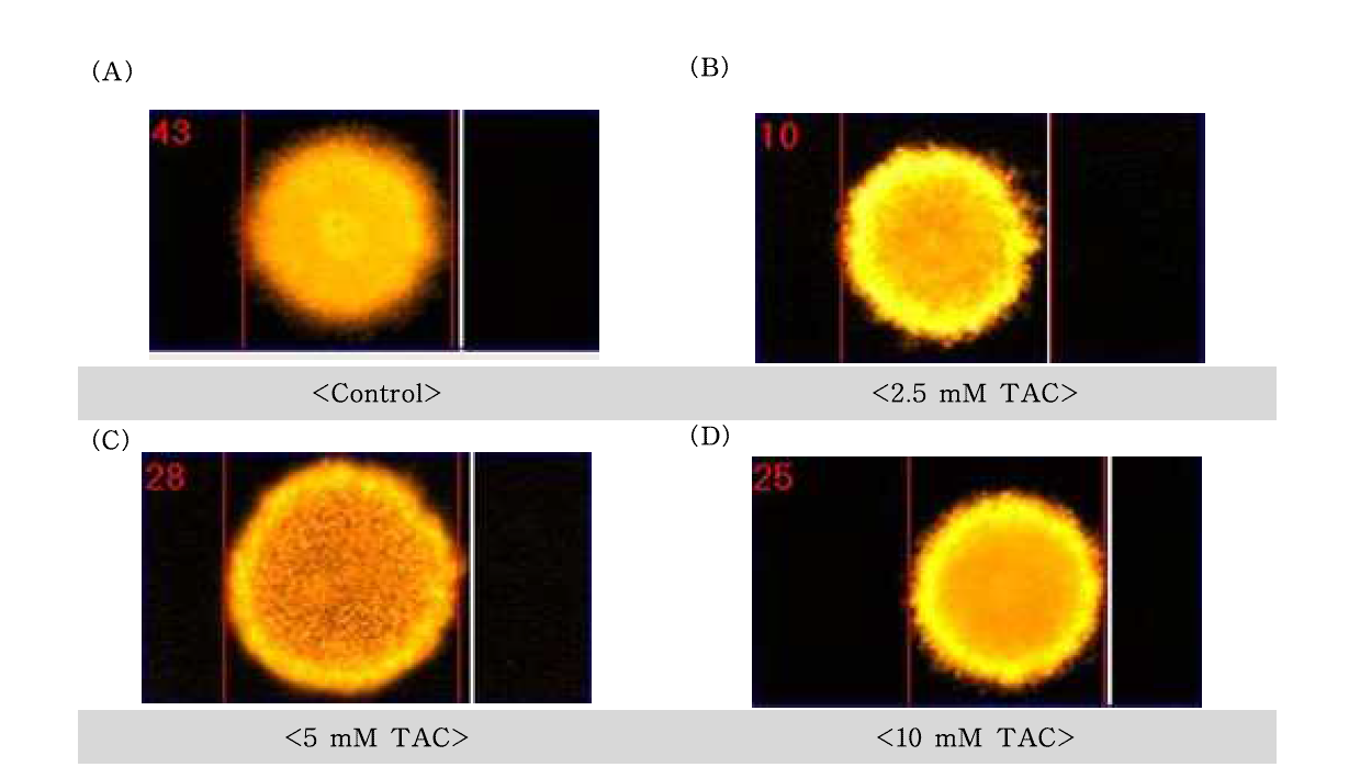 Trimethyl ammonium chloride(TAC)에 대한 수컷 생식줄기세포의 comet image