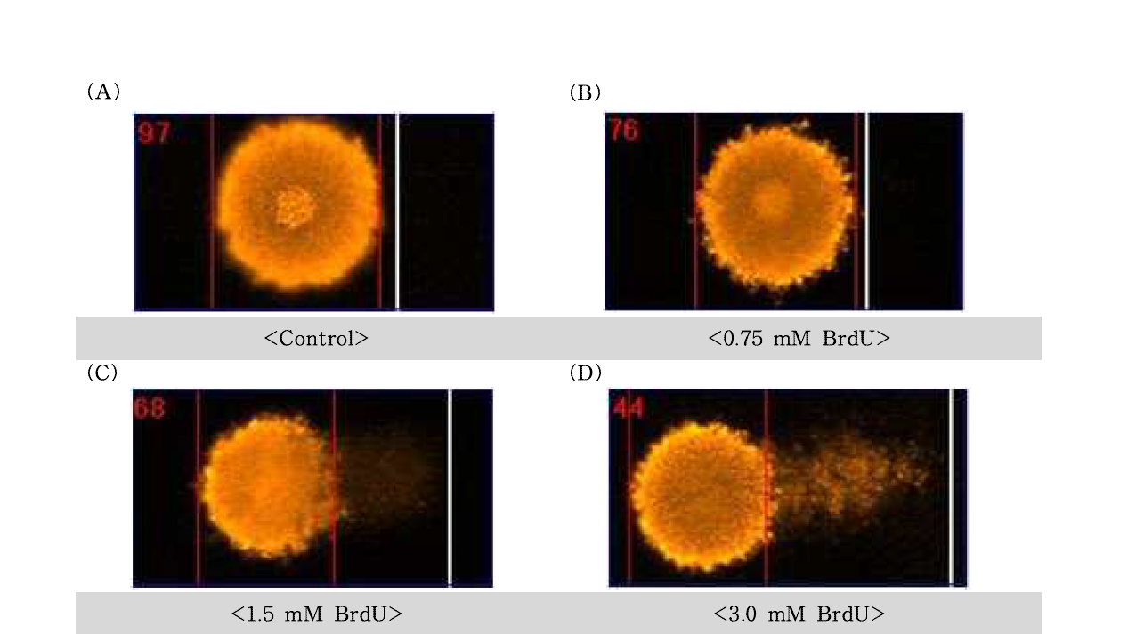 5-bromo-2'-dexoyuridine(BrdU)에 대한 수컷 생식줄기세포의 comet image