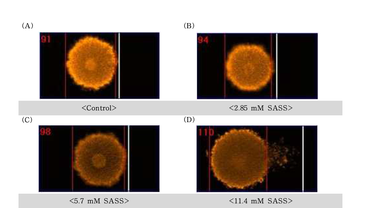 Salicylic acid sodium salt(SASS)에 대한 수컷 생식줄기세포의 comet image