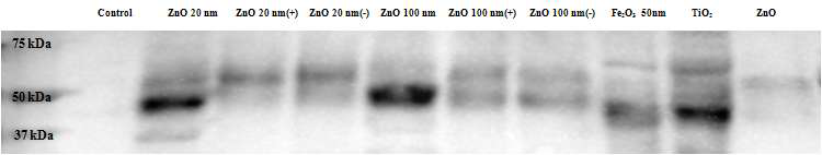 나노물질과 결합하는 coagulation factor 7 western blot 결과