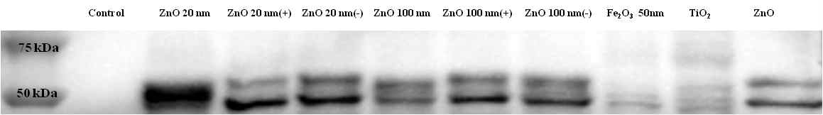 나노물질과 결합하는 coagulation factor 8 western blot 결과