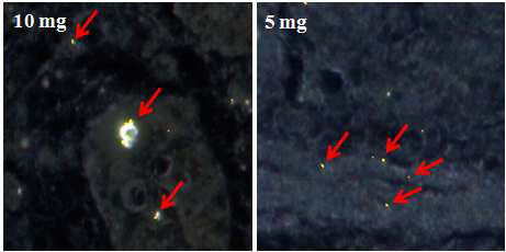 돼지 Gi tract에 이산화규소 (SiO2) 20 nm 10 mg/ml과 5 mg/ml로 노 출시킨 cytoviva 이미지