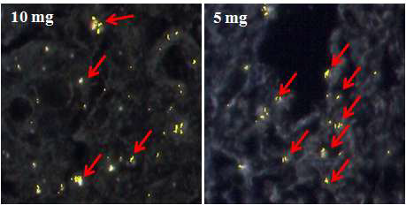 돼지 Gi tract에 이산화규소 (SiO2) 100 nm 10 mg/ml과 5 mg/ml로 노 출시킨 cytoviva 이미지