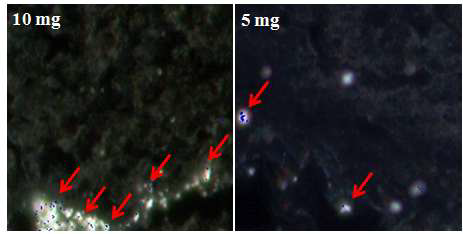 돼지 Gi tract에 이산화티타늄 (TiO2) 15 nm 10 mg/ml과 5 mg/ml로 노출시킨 cytoviva 이미지