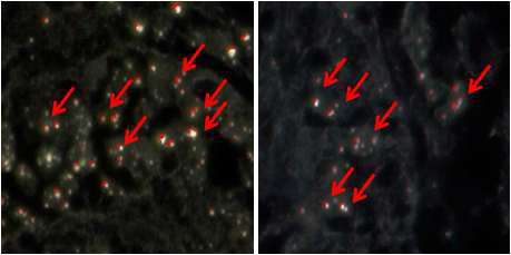 돼지 Gi tract에 Quantum dot (CdTe) 0.25 mg/ml로 노출시킨 cytoviva 이미지