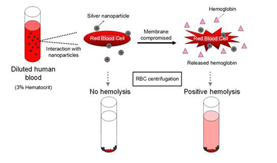 적혈구 용혈 시에 방출되는 hemoglobin은 붉은색을 띔