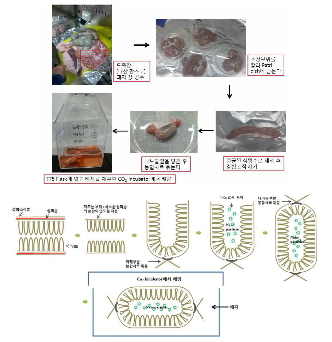 돼지 Gi tract 배양 절차