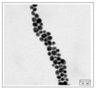 아-1. 금 (Au, 15 nm neutral)의 TEM 사진>