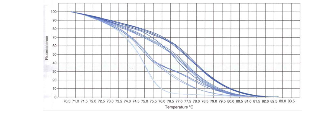HRM에 의한 유전형 분석법. SNP의 존재와 부재 및 삭제 간의 조합으로 여섯 개의 다른 allele variation이 나왔으며, 피험자(또는 유전형)는 각각의 용융 곡선 프로파일로 구별될 수있음. 그래프의 각 라인은 피험자를 나타냄.