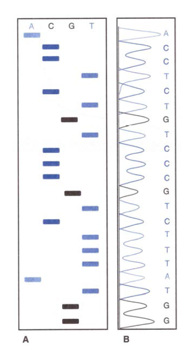DNA sequence analysis. hain-terminator method를 사용한 DNA 시퀀스 분석은 Sanger sequencing으로도 알려져 있음.