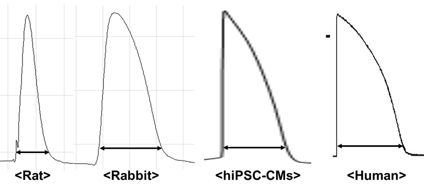 쥐, 토끼, 사람 심장세포의 APD가 서로 차이를 보이고 있으나, 인간 iPS 유래 심근세포 사람 심근세포와 유사한 APD를 보임