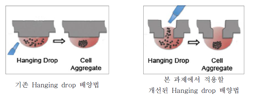 본 과제에서 적용될 Hanging drop 배양법