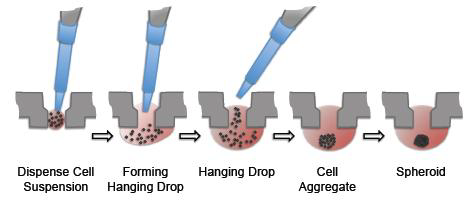 3D hanging drop plate를 이용하여 aggregates를 만드는 과정
