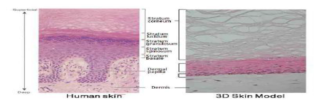 인간 피부 구조 및 3D 배양된 인공 피부의 조직학적 구조
