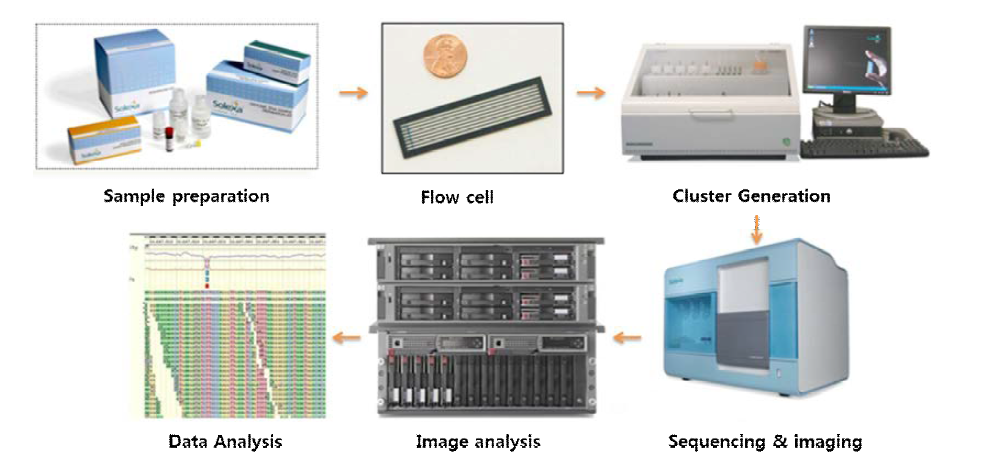 NGS (Next generation sequencing)을 이용한 심근세포 관련 유전자의 발현량