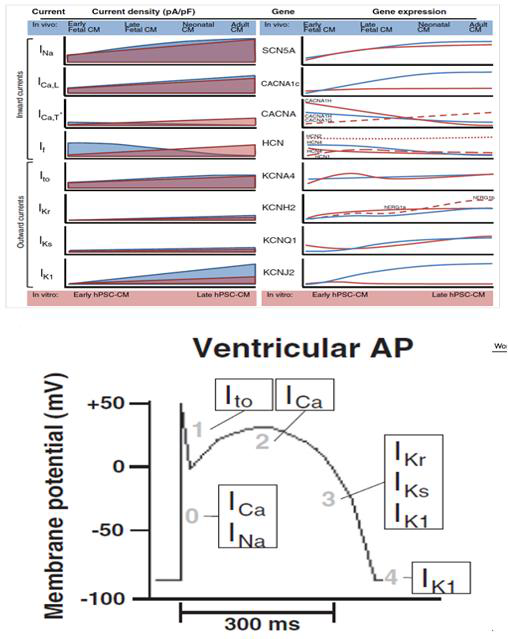 심장활동전위 관련 주요 이온 채널의 RNA 발현 양상