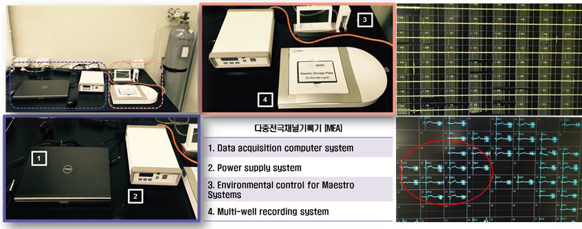 MEA system을 이용한 field potential 관찰