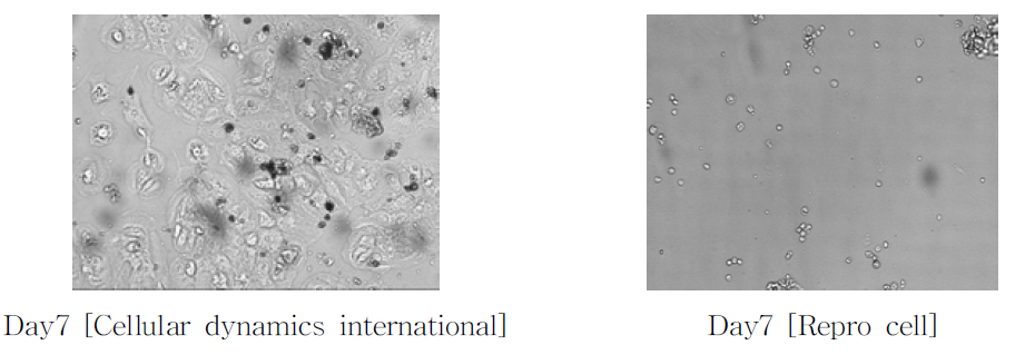 세포배양후 7일차 Cellular dynamics international 및 Repro cell의 세포의 형태학적 관찰 모습의 비교