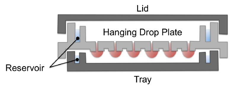 Hanging drop 전용 96-well plate의 종단면