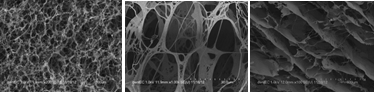 콜라겐 지지체의 SEM(주사전자현미경) 이미지
