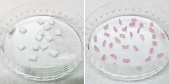 세포주입 전의 콜라겐 스폰지 (좌측), 세포현탁액을 주입한 후의 모습(우측)