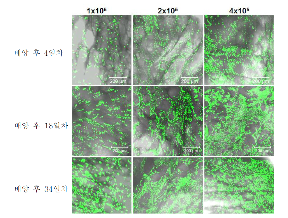 세포수에 따른 콜라겐 지지체에서 인간 iPS유래 심근세포의 분포 확인