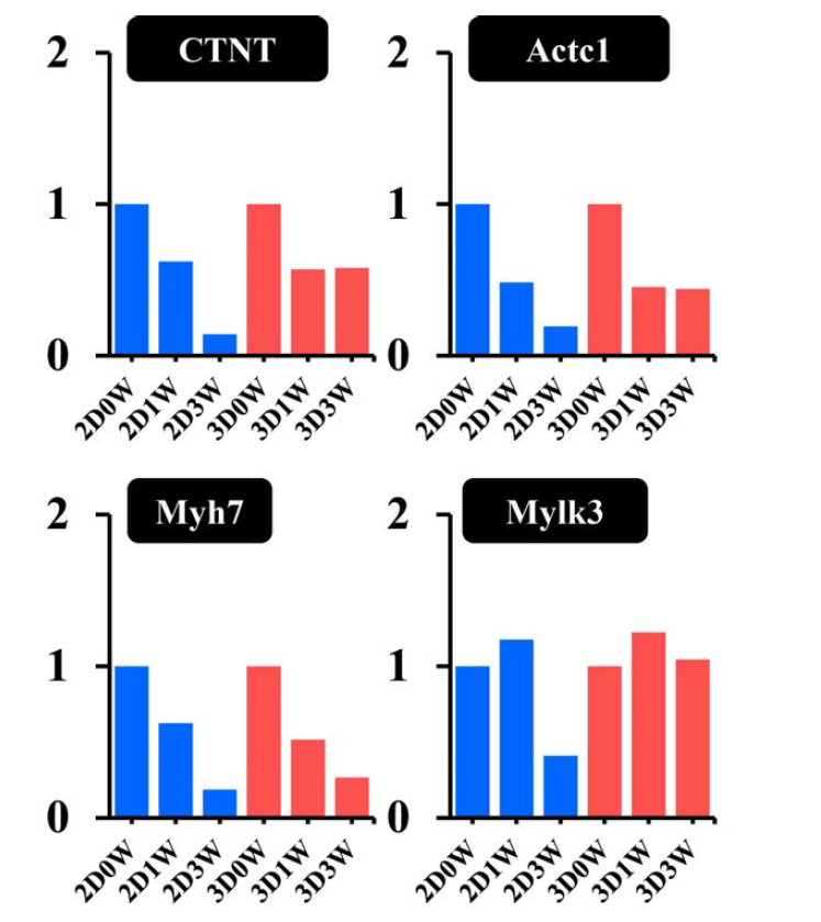 배양 조건에 따른 심근세포 maturation 핵심 유전자의 발현분석