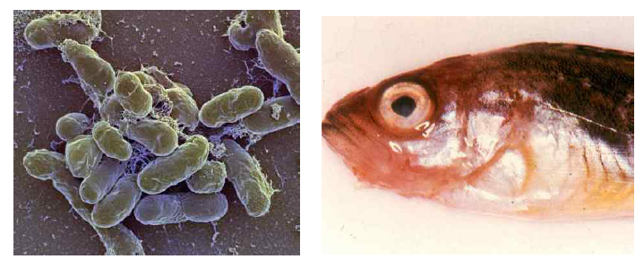 Vibrio균과 비브리오병