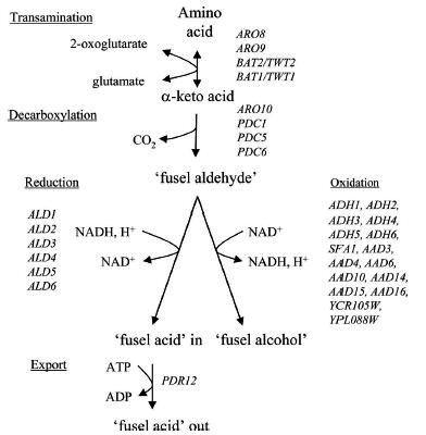 The Ehrlich pathway> Catabolism of branched-chain amino acids(leucine, valine, and isoleucine), aromatic amino acids(phenyl alanine, tyrosine, and trytophan), and the sulfur-containing amino acid(methionine) leads to the formation of fusel alcohols
