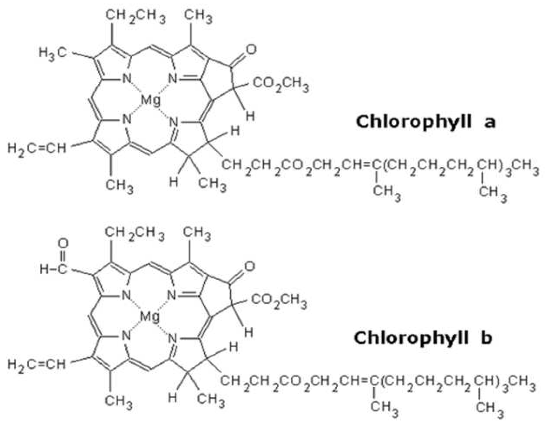 클로로필a 와 클로로필b 의 구조