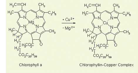 클로로필a로부터 합성된 동클로로필의 구조