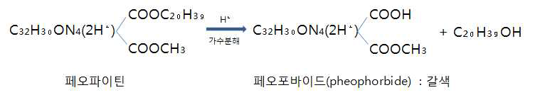 클로로필의 비가역적 변화