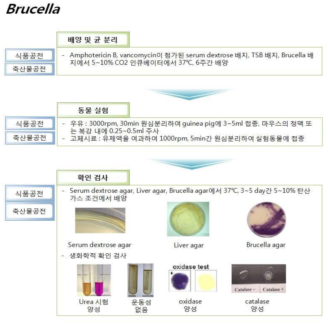 우리나라 공전시험법 중 Brucella 시험법 비교